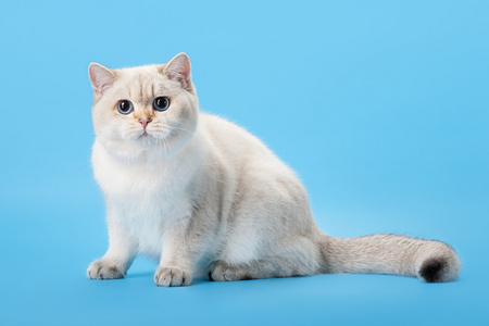 猫背景图片 猫背景素材 猫背景插画 摄图新视界 猫背景图片 猫背景素材 猫背景插画 摄图新视界