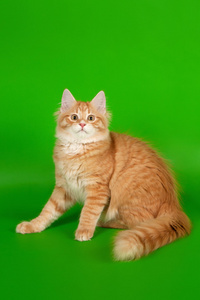 西伯利亚小猫红色老虎上浅绿色背景