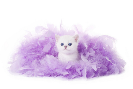 在白色背景上的粉红羽小银英国小猫