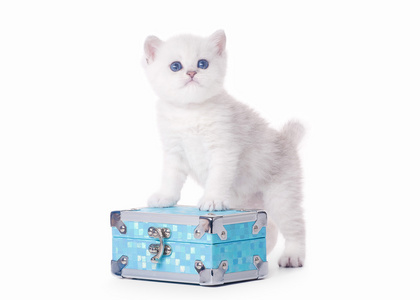 在白色背景上的蓝色胸口上的小银英国小猫