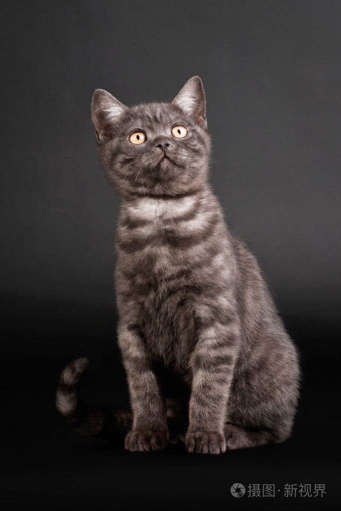 黑色背景上的黑色烟雾英国小猫
