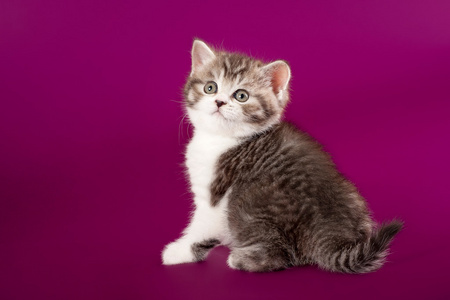 暗紫色背景上的小高地折小猫