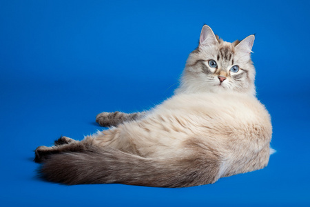蓝色背景上的西伯利亚色点猫