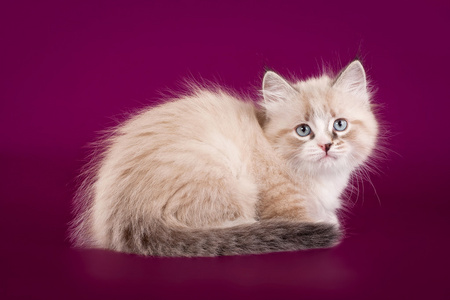小型彩色点西伯利亚小猫上暗紫色背景