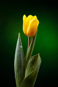 暗绿色背景上的黄色郁金香