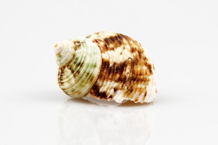 在白色背景上孤立的海贝壳