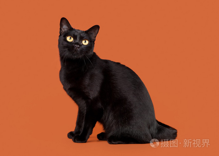 坚果背景上的黑色传统孟买猫照片 正版商用图片1ctufq 摄图新视界