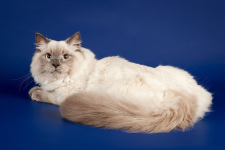 年轻的颜色点西伯利亚猫暗蓝色背景上