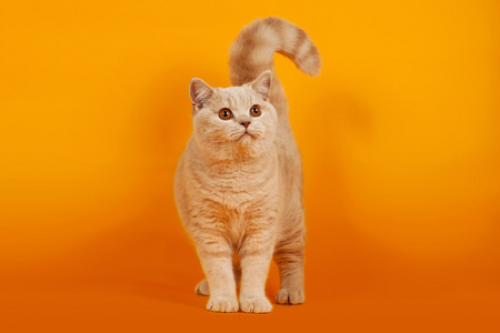 英国短毛猫橙色背景上