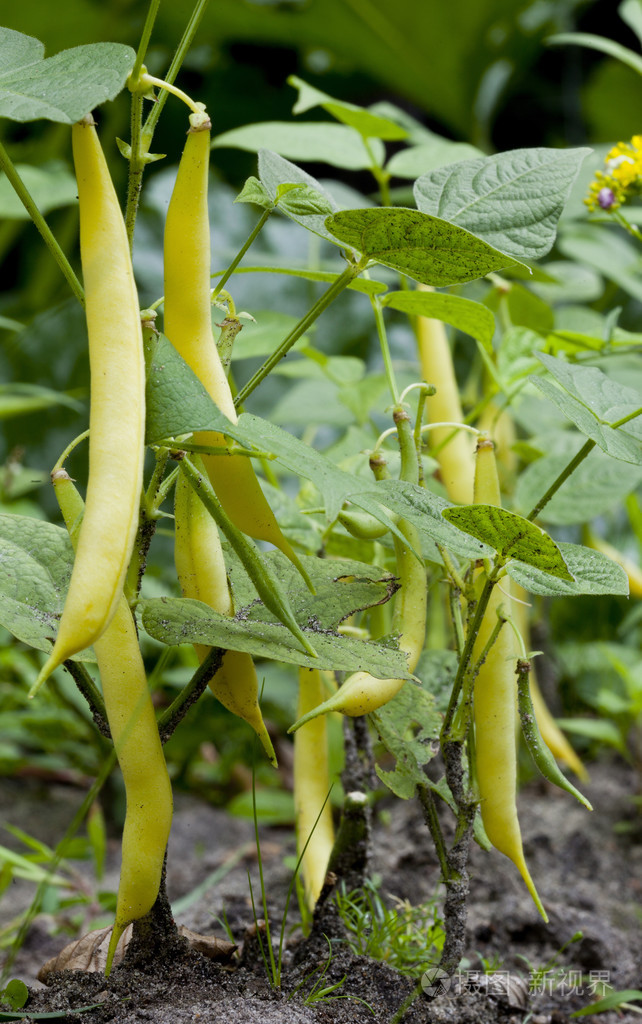 菜园里的黄油豆类植物