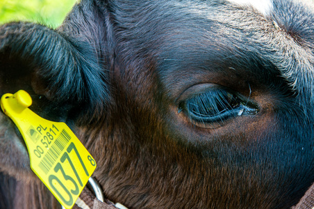 犊牛在草地上
