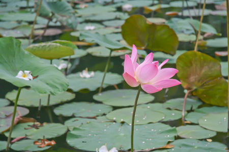 粉红色莲花盛开或池塘里的水中百合花开