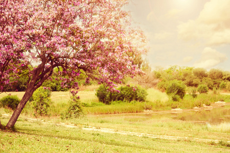 美丽的树开花景观图片