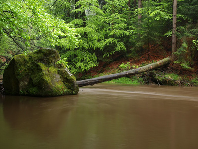 秋天风景, 多彩的树叶在树上, 在河雨夜后的早晨照片