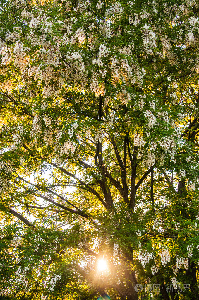 6月的相思树开花