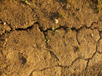 干燥地面的裂隙粘土与最后一个绿色小花