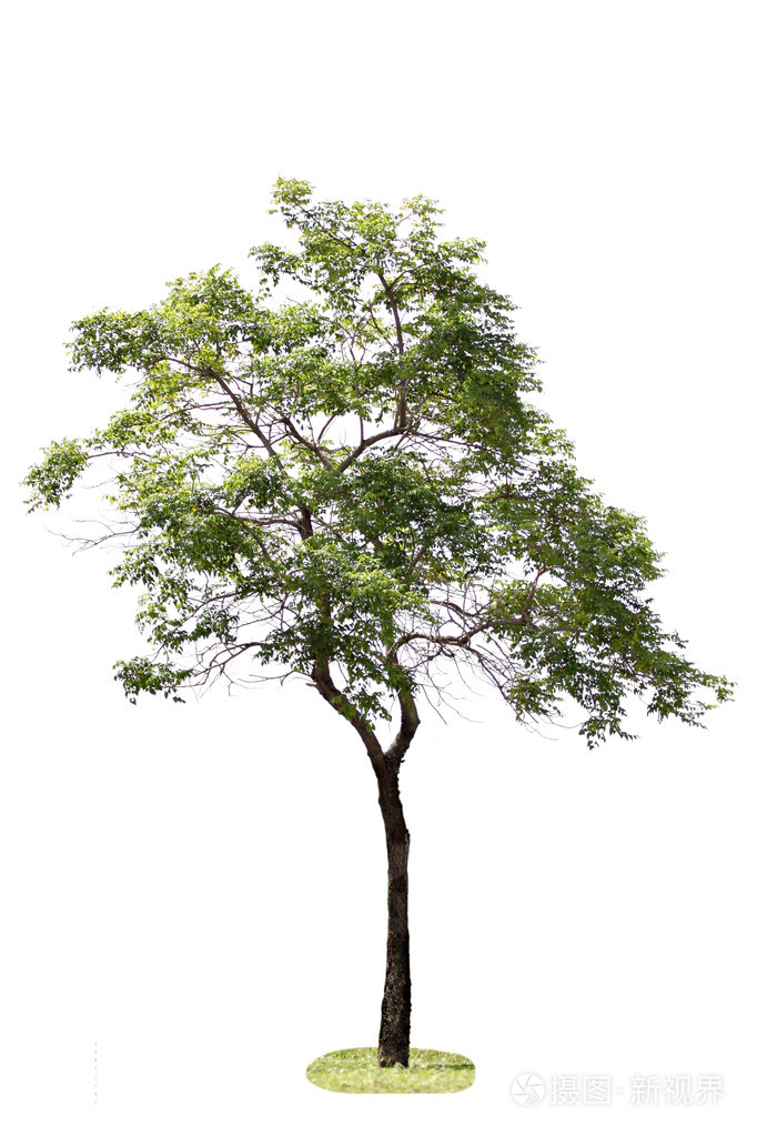 在森林里的树木照片-正版商用图片1cu1ps-摄图新视界