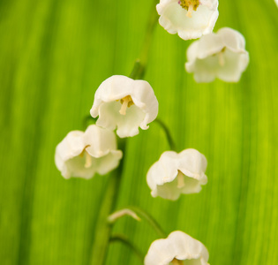 山谷的百合花