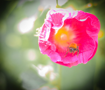 alcea 景天