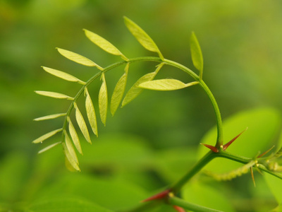 刺槐树具有绿色背景的清新柔和绿叶的细节