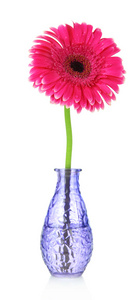 美丽的粉色非洲菊花卉在花瓶上白色隔离