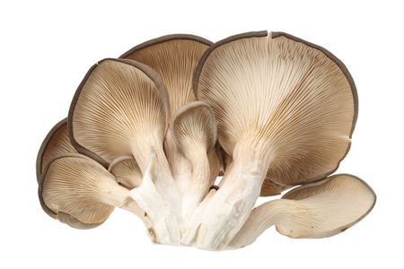 在白色背景上的牡蛎蘑菇图片