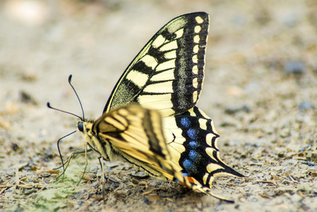 燕尾蝴蝶，凤蝶 machaon