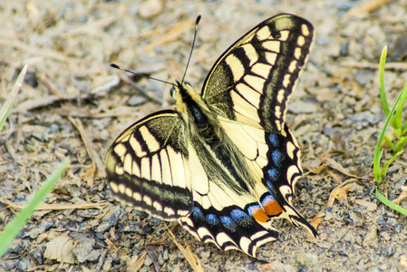 燕尾蝴蝶，凤蝶 machaon