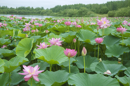 莲花盛开