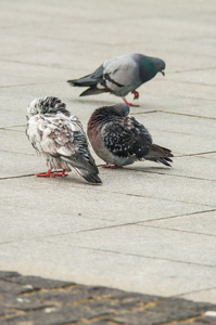 都市鸽子吃分散的面包图片