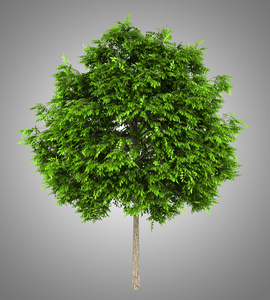 白蜡树素材图片_白蜡树图片素材下载_摄图新视界