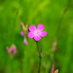 野生香石竹花