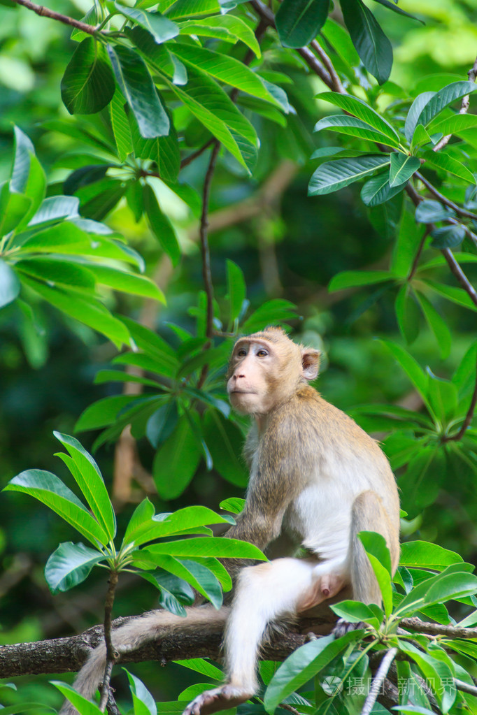 一棵树上的猴子
