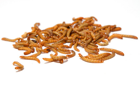 甲虫黄粉虫幼虫在一个农场黄粉虫有机黄姜黄粉mealworm-黄粉虫的幼虫
