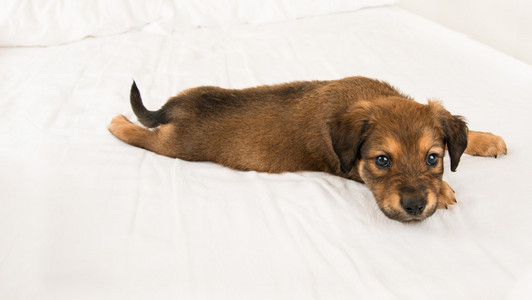 大耳朵黑色的狗图片