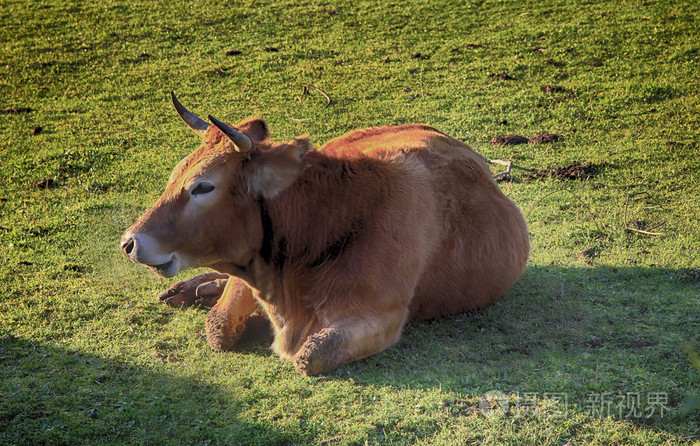 休息躺在煮它的巨大褐牛
