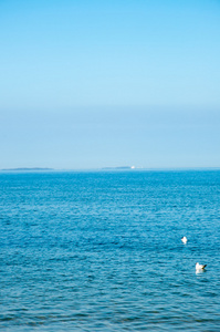 海鸥站在海边上