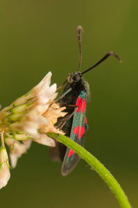 zygaena 金银花