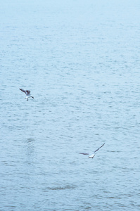 海鸥在海上飞行