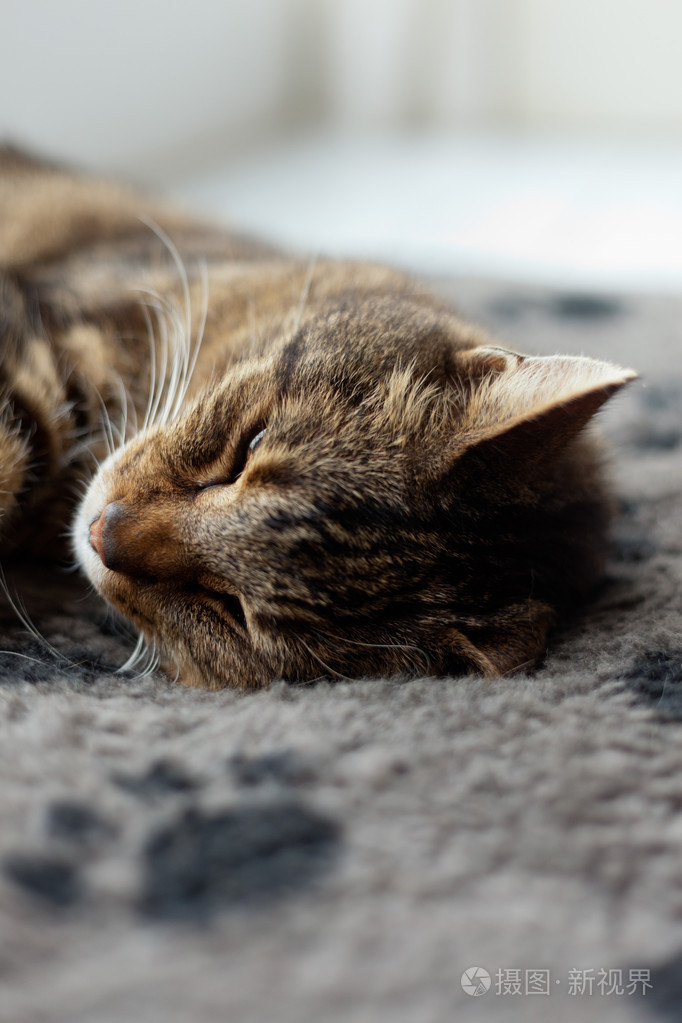 懒懒的虎斑猫睡在灰色地毯上