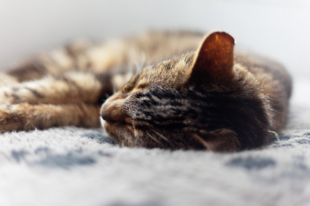 懒懒的虎斑猫睡在灰色地毯上图片