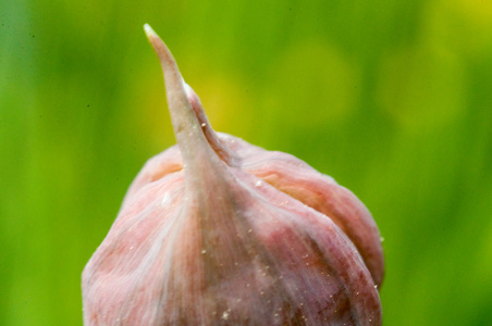 韭菜种植在花园里