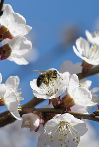 蜜蜂收集花蜜从反对蓝白色樱花图片