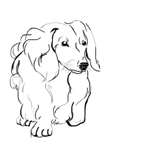 狗图片-典型的腊肠狗长毛狗素材-典型的腊肠狗长毛狗插画-摄图新视界