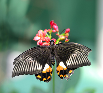 黑蝴蝶与橙色和白色标记