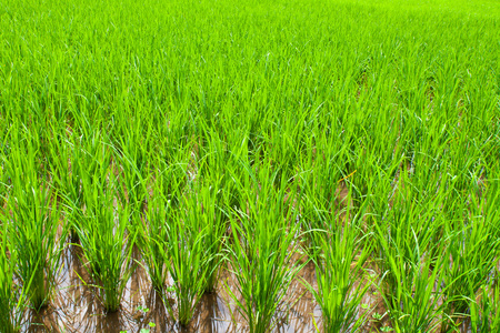 在外地水稻年轻水稻发芽