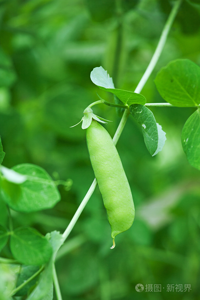 绿豌豆荚在厨房花园在灌木丛