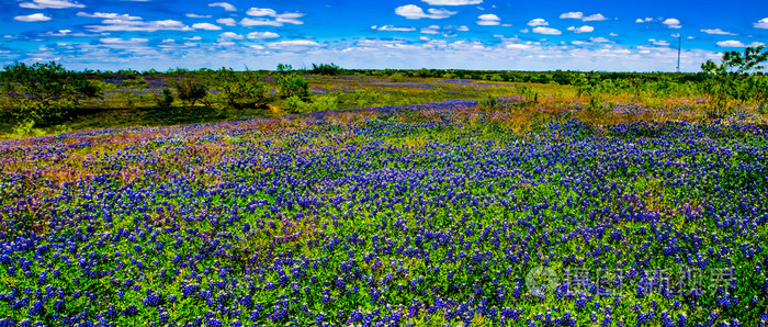 白雪著名的德克萨斯州矢车菊德州字段的美丽广角全景视图