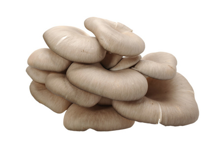 在白色背景上的牡蛎蘑菇