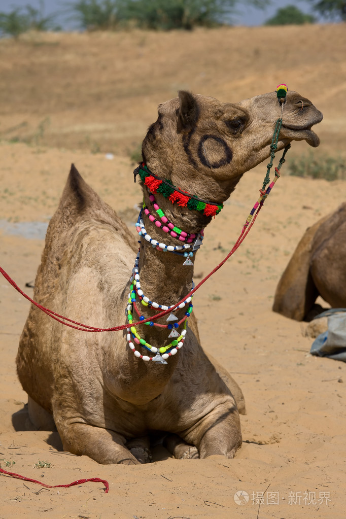在普什卡公平, 拉贾斯坦邦, 印度的骆驼照片-正版商用图片1cuo7r-摄图